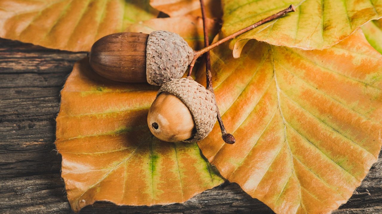 Ar gilės sveikos? Skaidulos, vitaminas E ir taninai, kuriuos reikia pašalinti